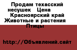 Продам техасский несушек › Цена ­ 250 - Красноярский край Животные и растения » Птицы   